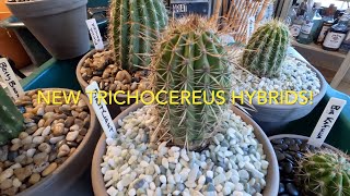 New Trichocereus Hybrids [upl. by Joslyn]