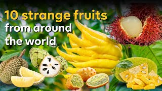 10 Strange Fruits From Around The World [upl. by Leirbma]