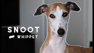 Meet Snoot the Whippet [upl. by Kristin]