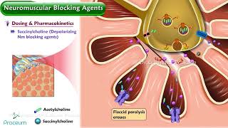 Neuromuscular Blocking Agents Animation  Pharmacology Lectures [upl. by Elleirua]