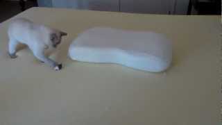 Tonkinese Cat Playing on Memory Foam HD [upl. by Ahsilra]