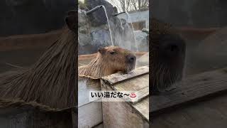 カピバラ温泉 いい湯だな♪【那須どうぶつ王国】かわいいお風呂 Shorts Capybara Hot Spring [upl. by Drolyag949]