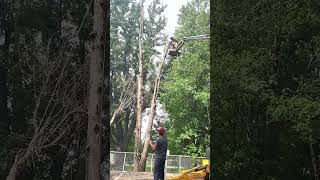 Abattage Arbre mort dangereux🌲🚨 treelife treecutting deadtree arborist [upl. by Humble]