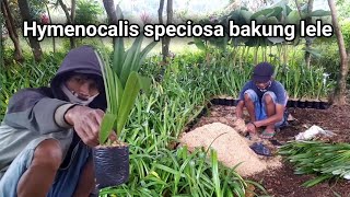 Cara menanam hymenocallis speciosa  bakung lele [upl. by Kcirdaed]