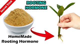 How To Make Rooting Hormone At Home  Gardening Story [upl. by Enoitna661]