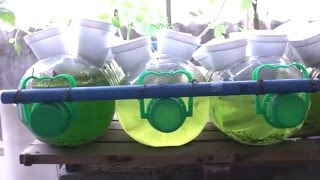 Hydroponic Vegetable Gardens in Taguig City [upl. by Stefanie]