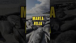 ¿BALLENAS VÍCTIMAS de la MAREA ROJA 🐋🌊⚠️ [upl. by Aicnetroh382]