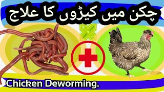 Cure of Worms in Chickens Treatment of Intestinal Worms Murgi Kiron Ka Ilaj Deworming of Chicken [upl. by Harli50]