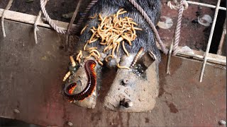 The SHOCKING truth about cutting and trimming cow hooves removing screws stuck in hooves [upl. by Nale]