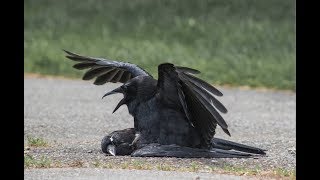 Crows Sometimes Have Sex with Dead Crows [upl. by Ninehc]