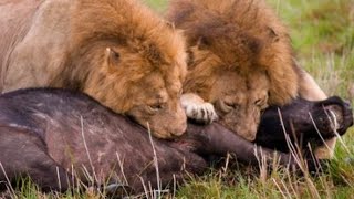 DOCUMENTAL TIERRA DE LEONES  EL SERENGUETI TANZANIA 🦓 🦁 🐃 🐂 🐘 🦒🦛 [upl. by Edin524]