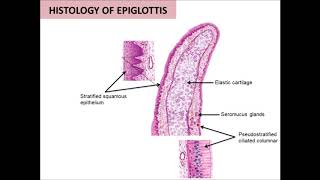 Histology of Respiratory System [upl. by Ecirad]