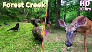 Entertain your pets with a Forest Stream featuring Squirrels Crows and Deer  10Hour Cat amp Dog TV [upl. by Nnalyrehs]