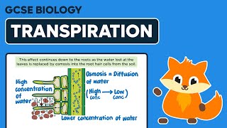 Transpiration Stream  GCSE Biology [upl. by Anert]