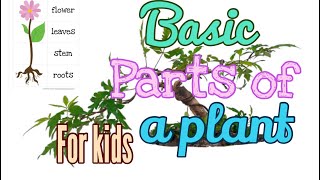 Parts of a plant for kids [upl. by Aetnuahs320]