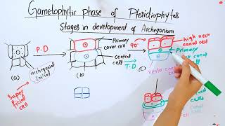 Gametophytic phase of PteridophytesBSc and MSc botany topic [upl. by Aihsia211]