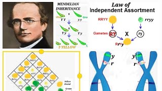 Law of Independent assortment  Genetics  Mendels Law of Inheritance [upl. by Studnia]