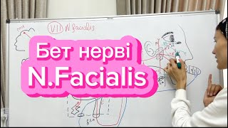 7 Бет нерві  VII Nervus facialis Неврология [upl. by Matthus648]