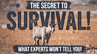 The Secret to Raising Goats in Harsh Conditions—What Experts Wont Share [upl. by Riane]