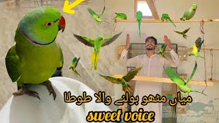 Miyan Mitthu bolna Wala parrot sweet voice dove and love bird and cocktail parrot video pit video [upl. by Eiramadnil869]