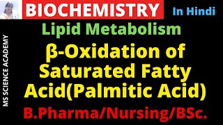 Beta oxidation of Saturated Fatty Acid BiochemistryB Pharmacy BSc  NursingIn Hindi [upl. by Ariajay]