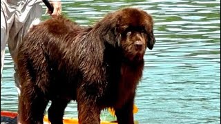 Oliver the Newfie training in water rescue [upl. by Sale]