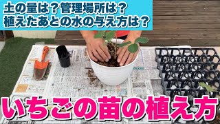 ①いちごの苗の植え方【プランター栽培】 [upl. by Ielarol]