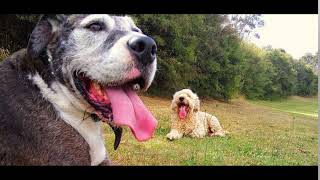 SOUND BIG TIRED DOG GASPING  SOM DE CACHORRO GRANDE CANSADO OFEGANDO  SOUNDS FOR YOUTUBERS [upl. by Ellehsat318]