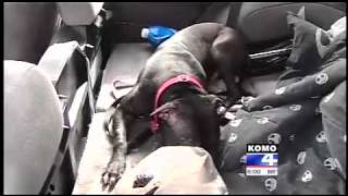 Ex Fighting Pitbull Dog Saves Womans Car Being Jacked by Car Jacker [upl. by Odlanyar]