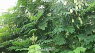 Herbal Medicine  Caesalpinia sappan  A Natural Remedy to to quench Thirst [upl. by Cia]