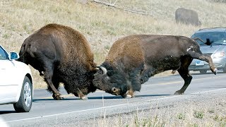 Yellowstone Bison During the Rut [upl. by Lap748]