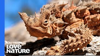 Thorny Devil Lizard Australia’s Tiny Dragon [upl. by Ioab]