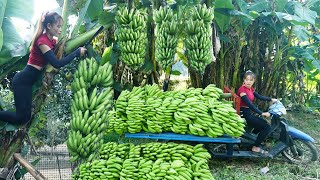 Use 3wheeled Vehicle Harvesting Lots Of Banana Goes To School Gate Sell  Giang Thi Ca [upl. by Mercie251]