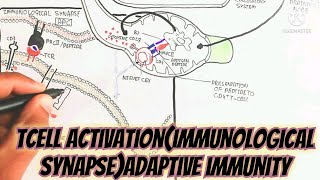 Tcell ActivationImmunological SynapseAdaptive Immunity umerfarooqbiology7083 [upl. by Alfreda]