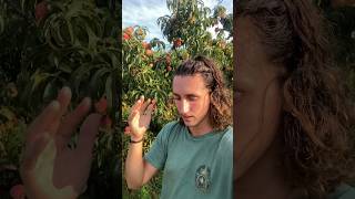 This is why monocrop can be very risky 🍑👨🏻‍🌾🫐 monocrop peaches permaculture shorts [upl. by Elurd]