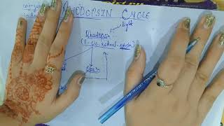 Rhodopsin cycle Easy to get [upl. by Ynnaf202]