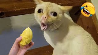 New Funny Animals 😄 Funniest Cats and Dogs Videos 😹🐶 Part 6 [upl. by Ycnay]