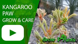 Kangaroo paw plant  grow amp care Anigozanthos [upl. by Ru560]