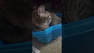 My Introvert Catty Cat🤣 shorts viral viralvideo cat funny Cute funnyvideo cutecat kitten [upl. by Sidell]