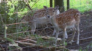 Bielefeld Nice Places Tierpark Olderdissen BYI35 [upl. by Madox]