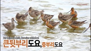 큰뒷부리도요중부리도요 Bartailed Godwit Eurasian whimbrel [upl. by Reggie]