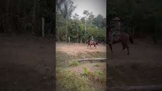 agroboys cavalo music cavalos voltaaomundodemoto remix horse [upl. by Darce]