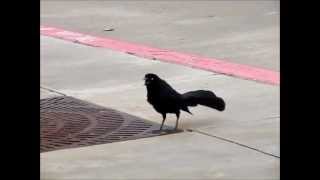 ZANATE Great Tailed Grackle And Its Beautiful Sounds [upl. by Dickenson]