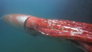 7 Strange Deep Ocean Squid Encounters Caught on Camera [upl. by Angil882]