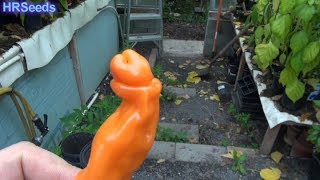 ⟹ Orange Peter Pepper  Capsicum annuum var annuum  Pod Review [upl. by Avi]