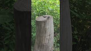 Blackcapped chickadee encounter chickadee hiking birdwatching bird [upl. by Camala]