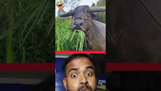 Hansi majak video short video  hansi majak tiktok video  Funny video hansne Wali 🤣 p1 [upl. by Unders]