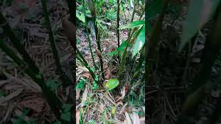 Dendrocalamus Giganteus shoots tumutubo kahit El Nino [upl. by Ailuj]