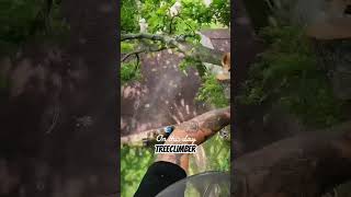 notchequipment climber climblife climbhigher professional treework arborist stihl [upl. by Peddada]