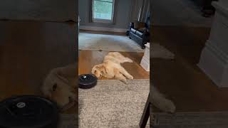 Roomba vs Labrador [upl. by Ahsal25]